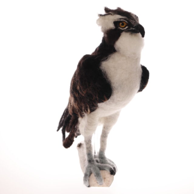 Fiskgjuse, sittande *SÅLD