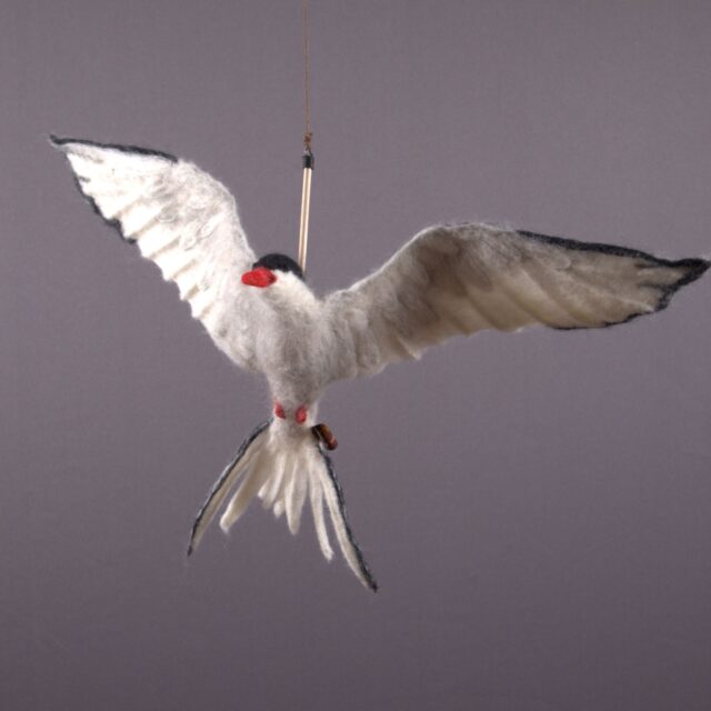 Silvertärna i flykt 'SÅLD